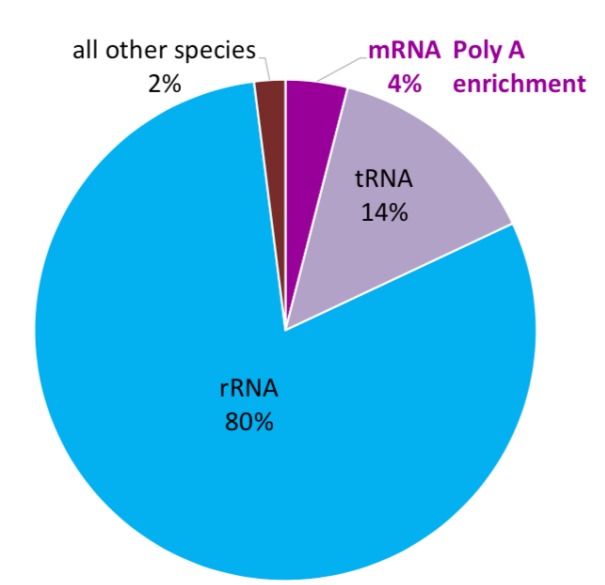 Prevalence of RNA species
