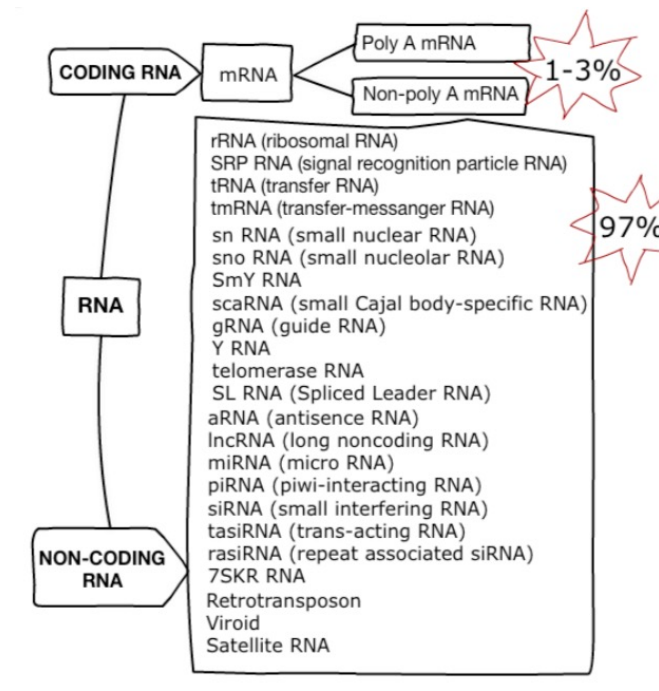 RNA species