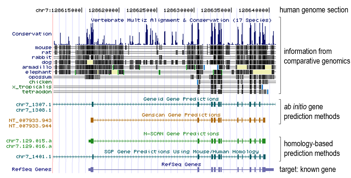 UCSC genome browser gene prediction