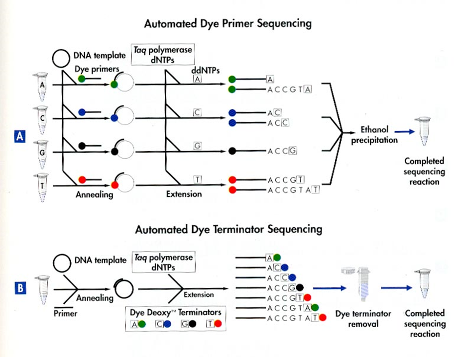 Two variants of Automated Dye Sequencing